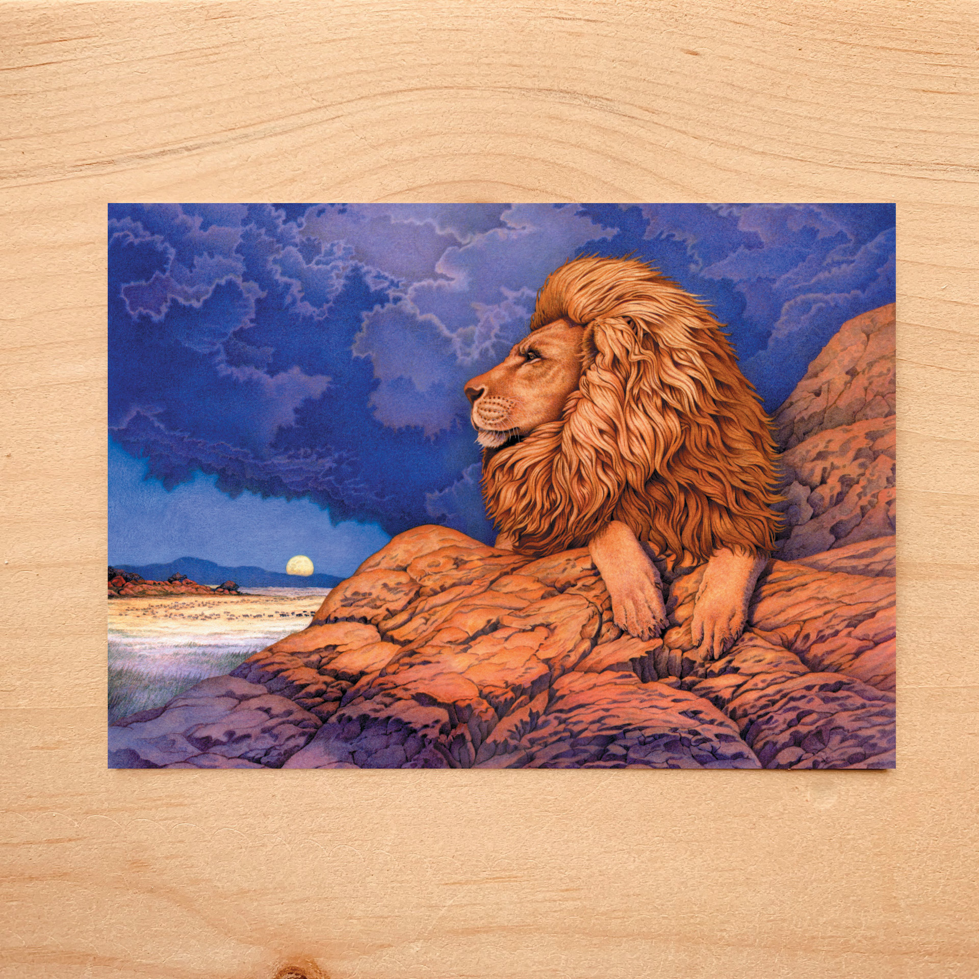 African Lion Notecard 1 African Lion Notecard