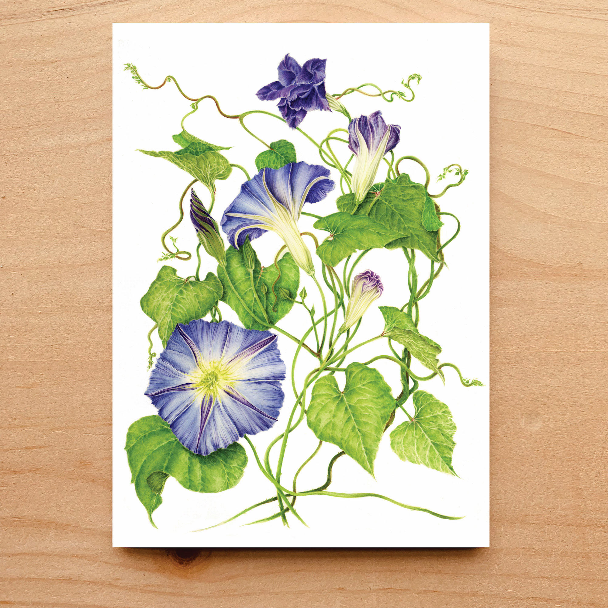 Morning Glory Notecard 6 Morning Glory Notecard