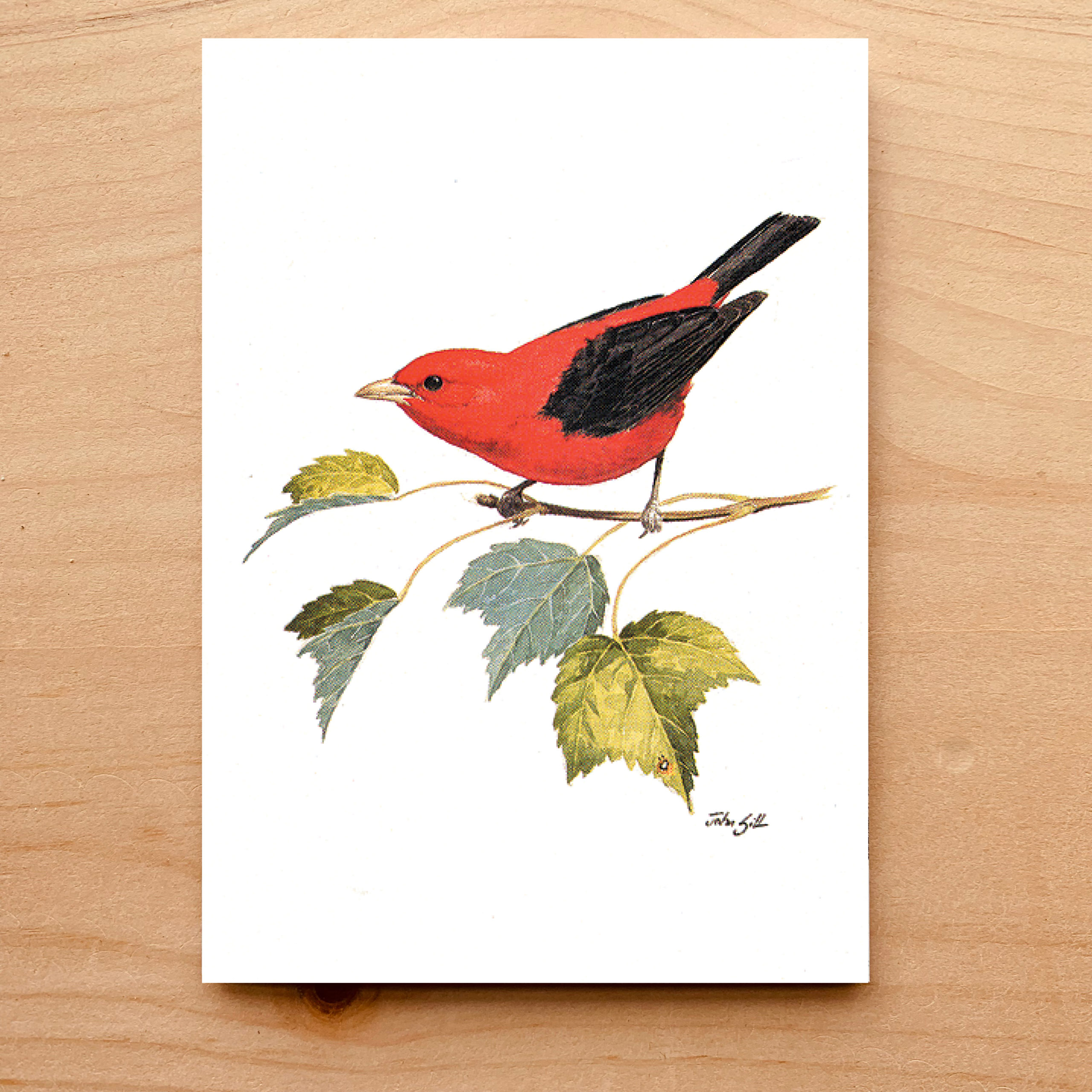 Scarlet Tanager Notecard 10 Scarlet Tanager Notecard