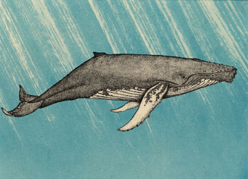 Humpback Whale