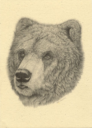 Grizzly Bear Portrait Notecard 3 Grizzly Bear Portrait Notecard