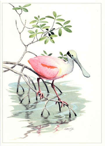 Roseate Spoonbill Notecard 8 Roseate Spoonbill Notecard
