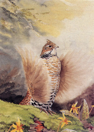 Ruffed Grouse Notecard 9 Ruffed Grouse Notecard