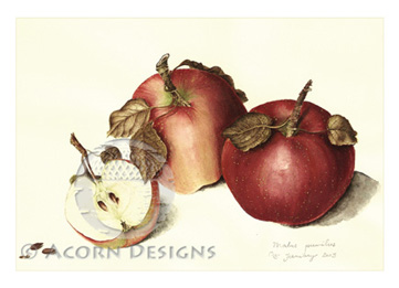 Two-and-a-Half Apples Notecard 7 Two-and-a-Half Apples Notecard