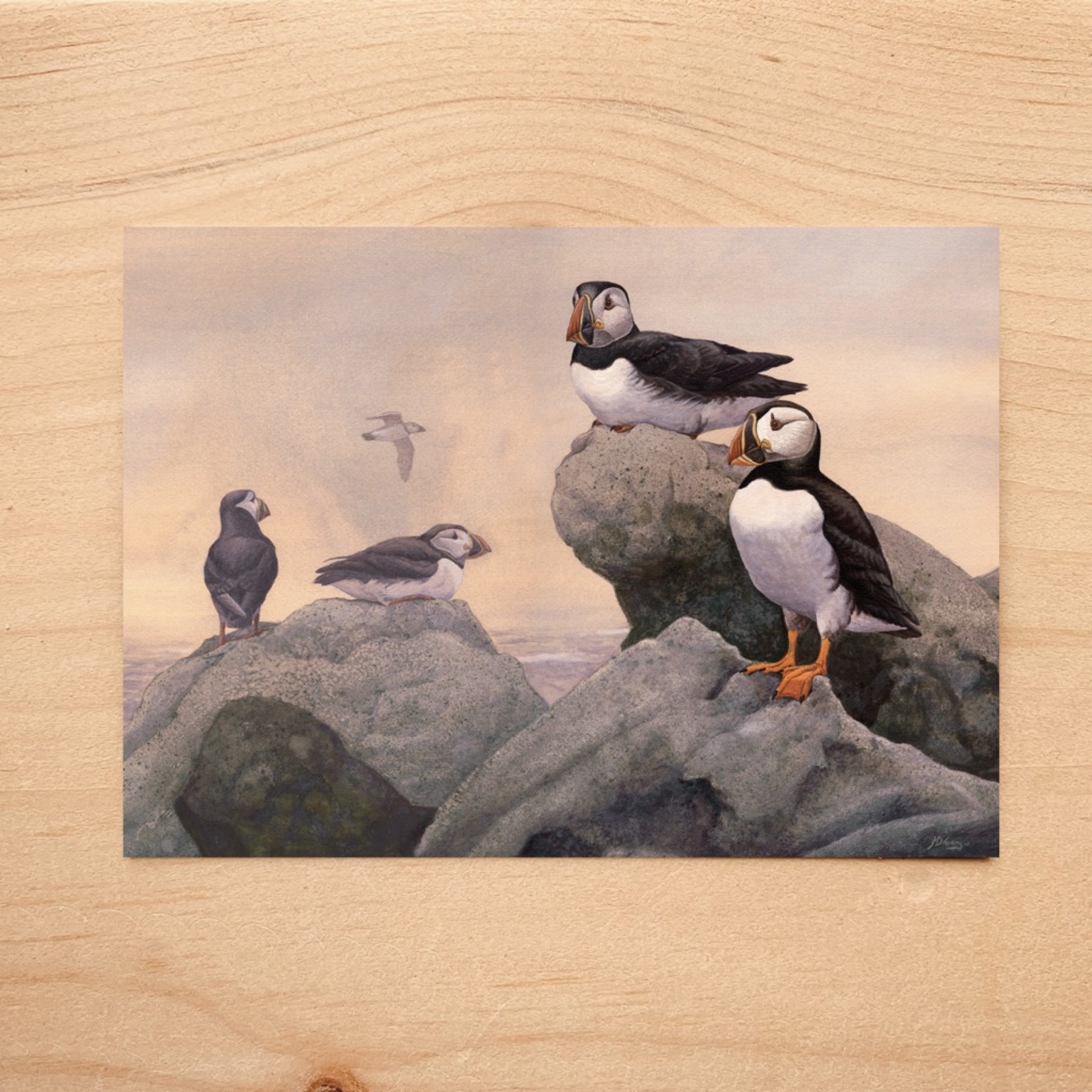 Atlantic Puffin Notecard