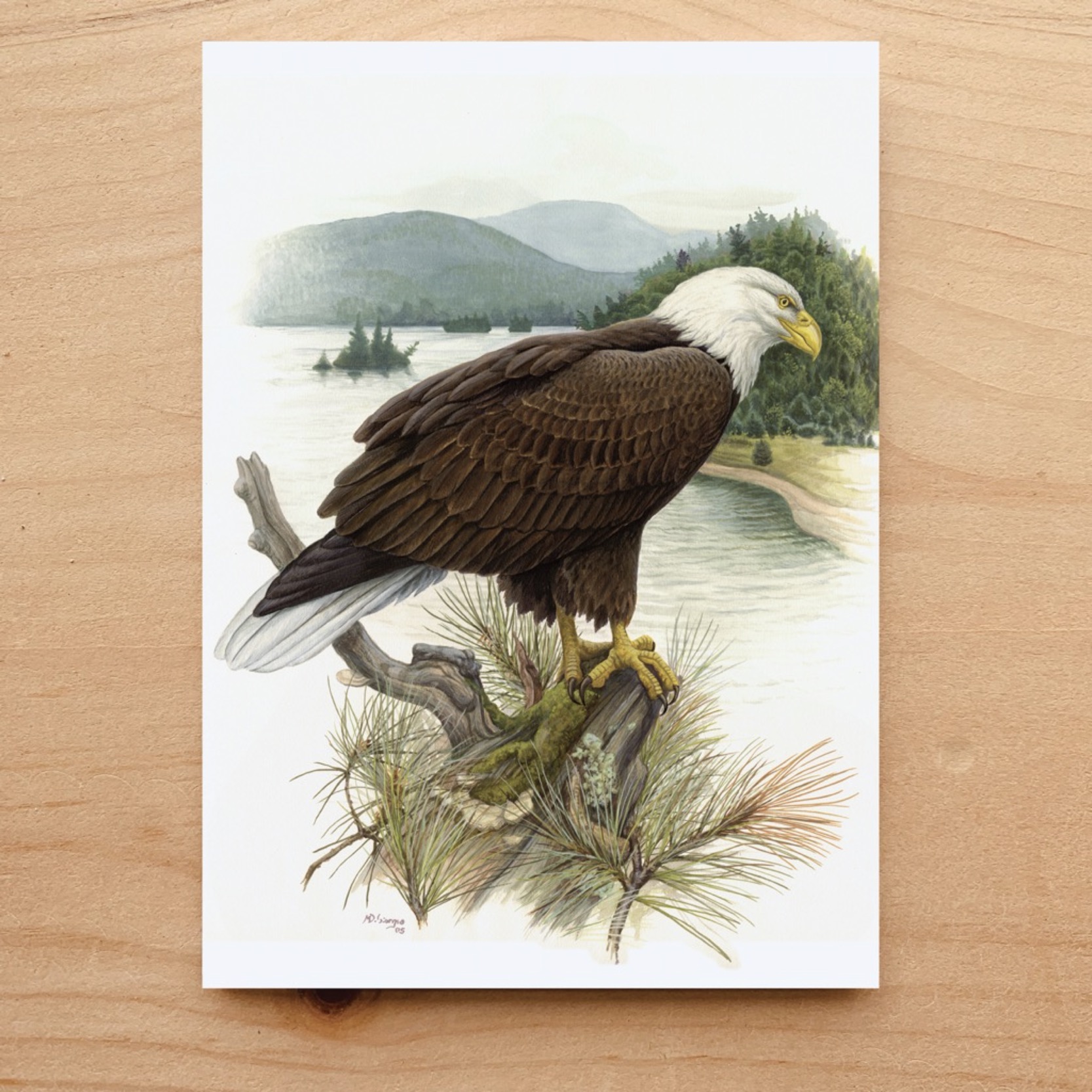 Bald Eagle Notecard
