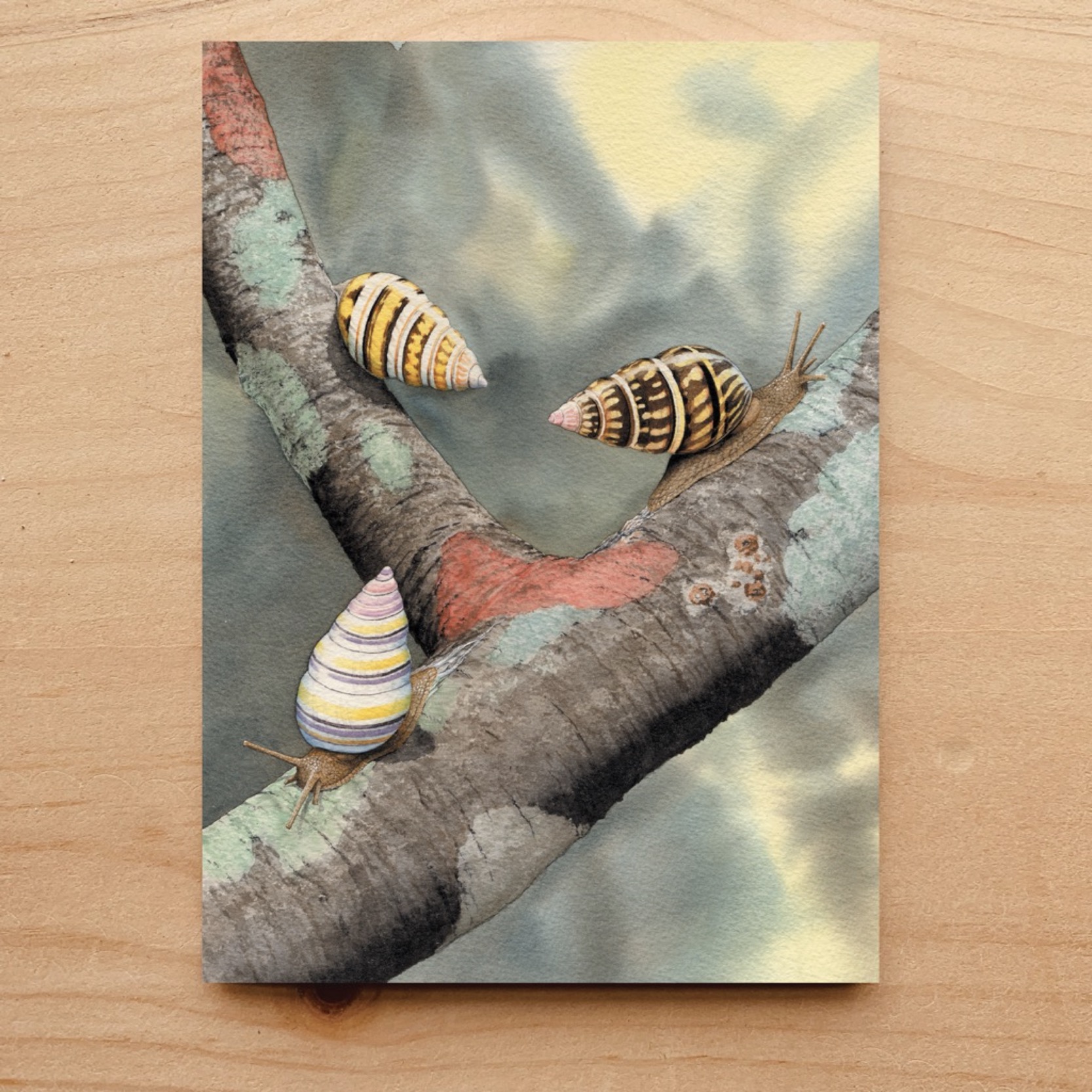 Florida Tree Snail Notecard 3 Florida Tree Snail Notecard