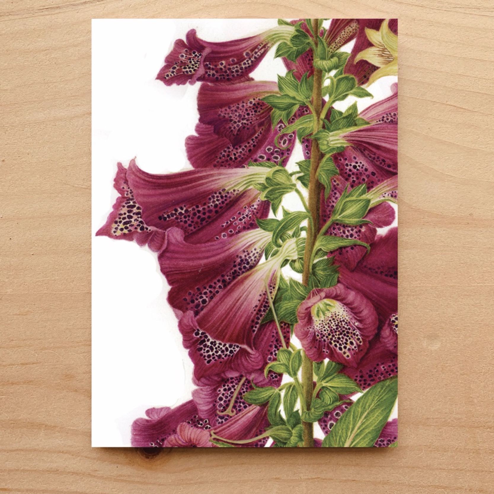Foxgloves Notecard 4 Foxgloves Notecard