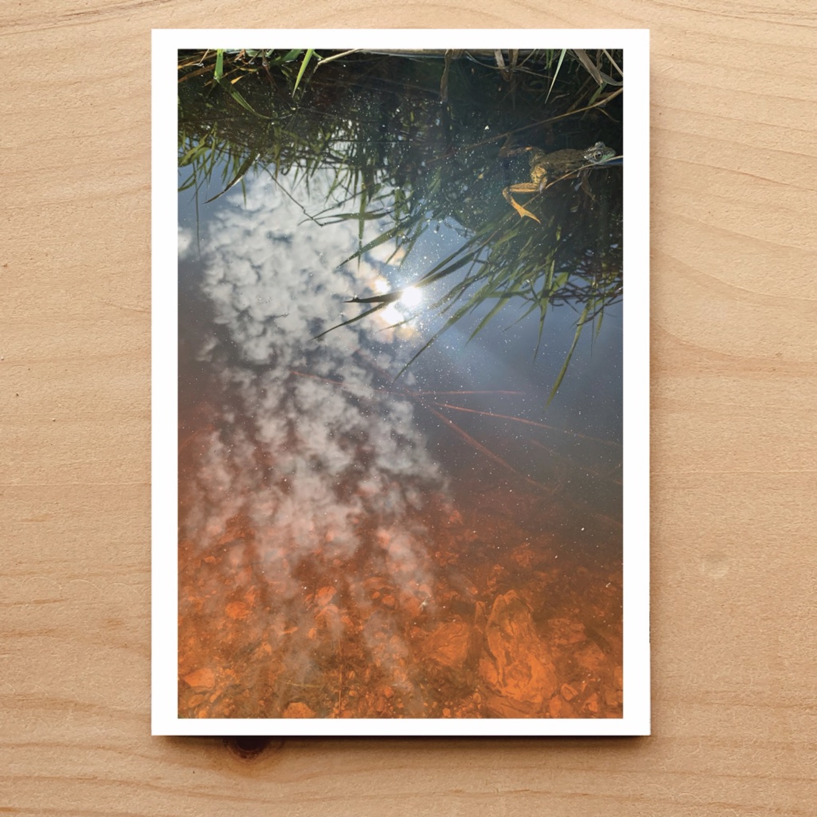 Frog Notecard