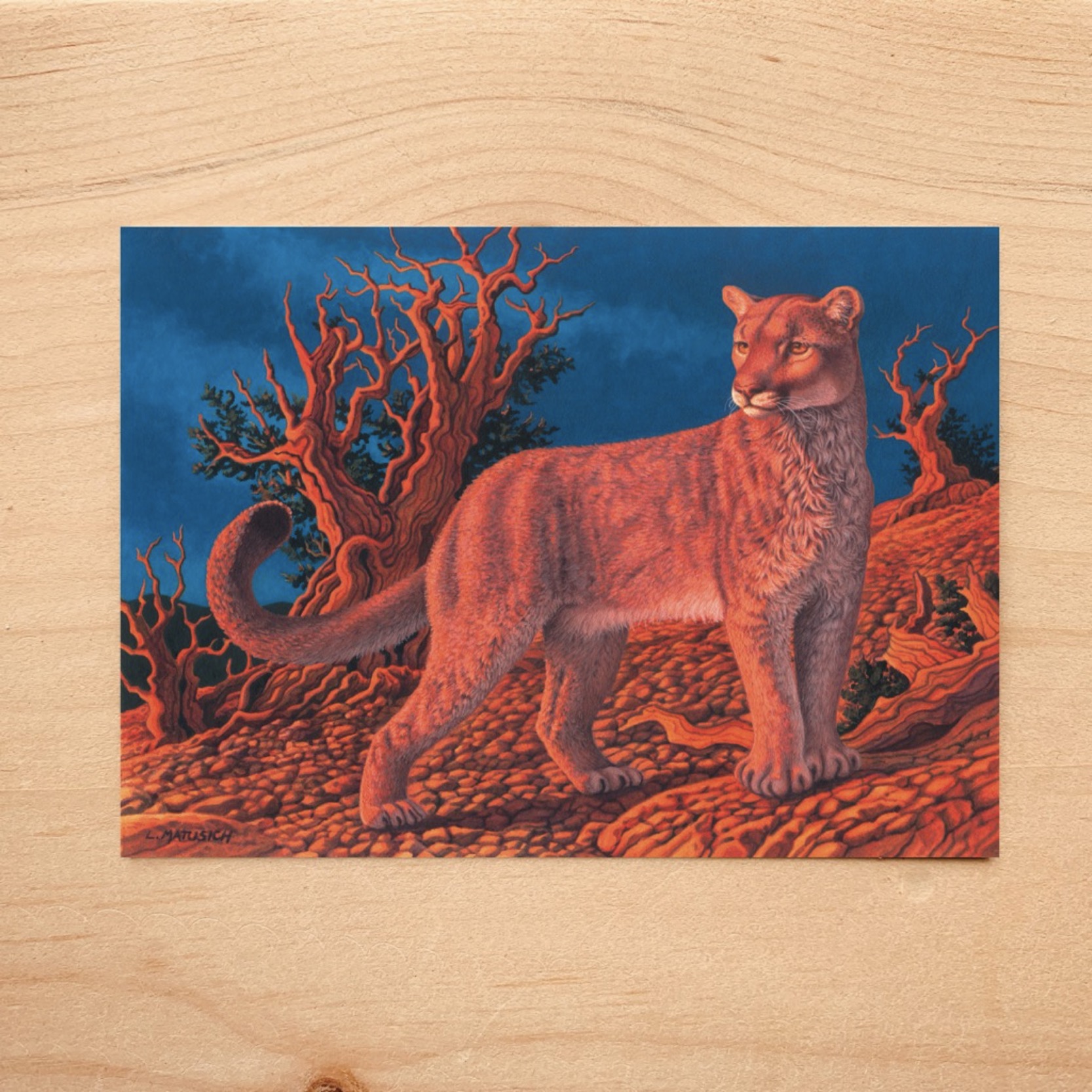Mountain Lion Notecard 6 Mountain Lion Notecard