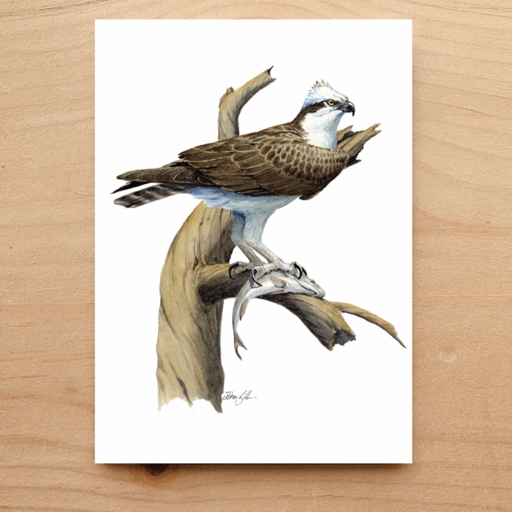 Osprey Notecard 5 Osprey Notecard