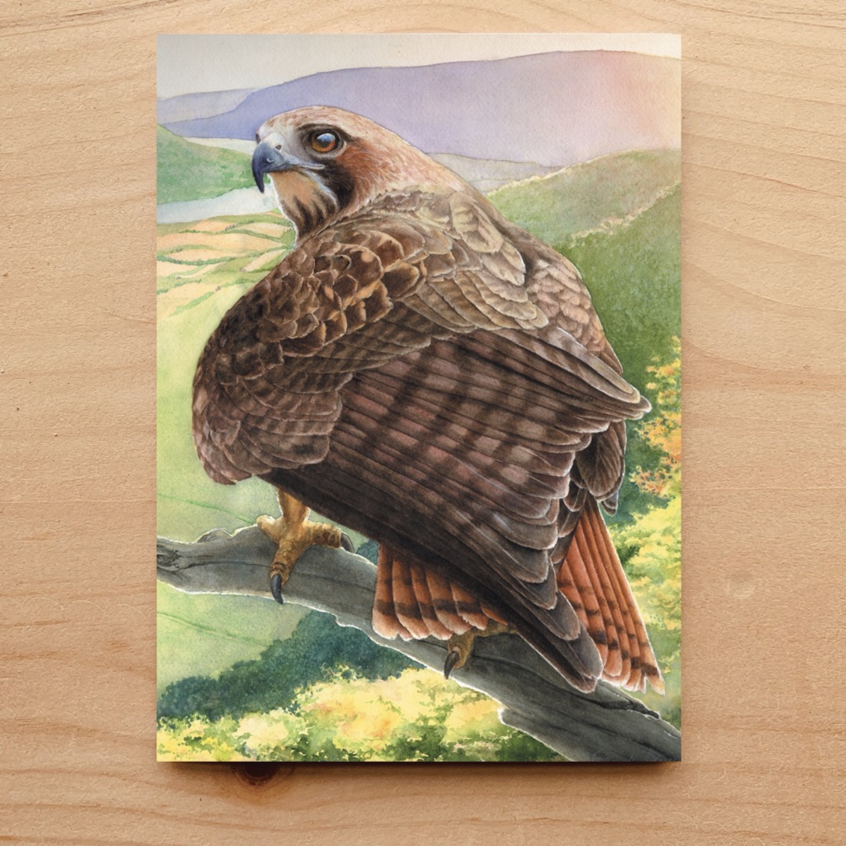 Red-tailed Hawk Notecard