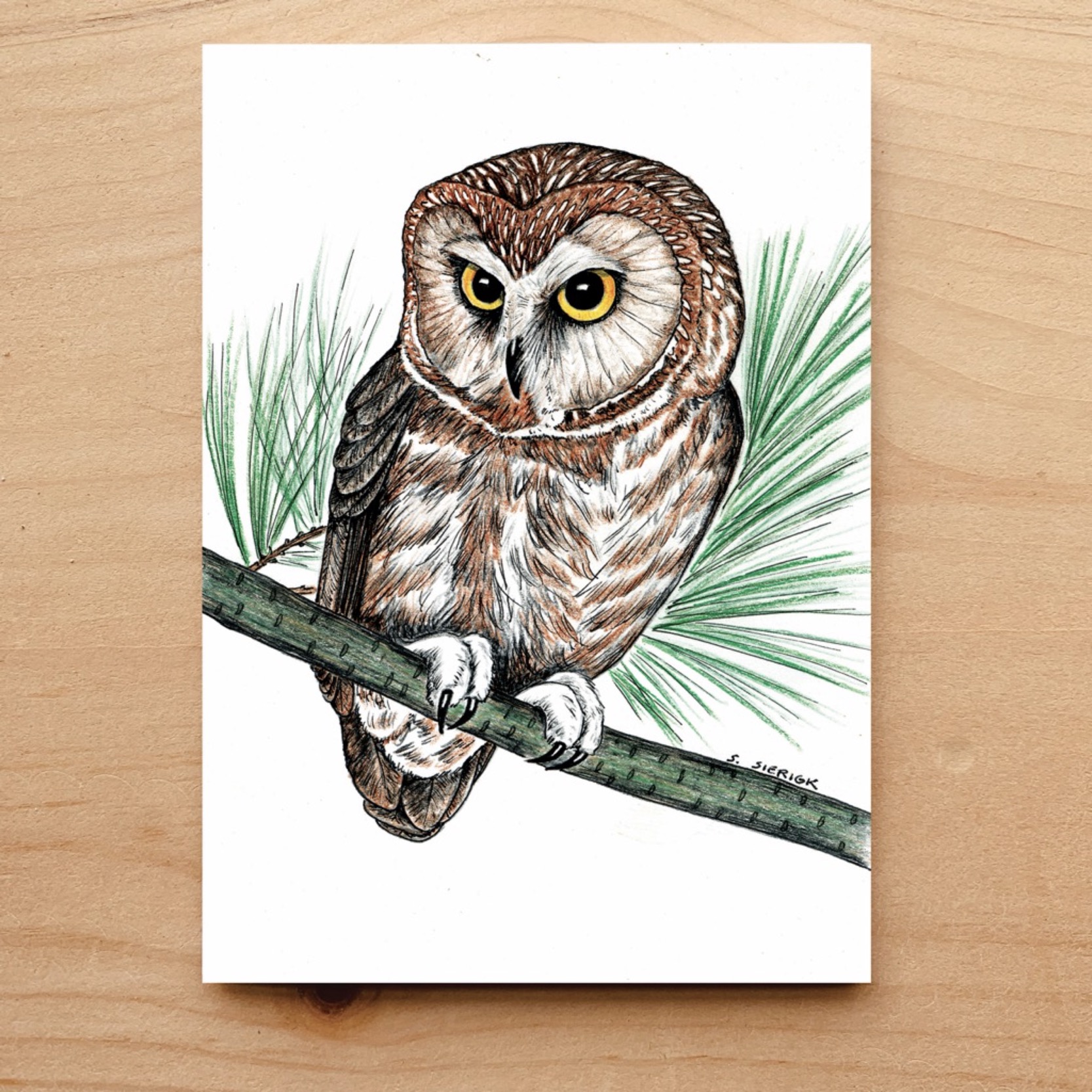 Saw-Whet Owl Notecard