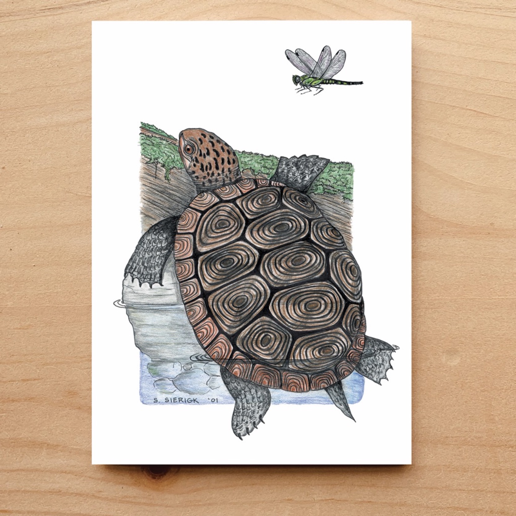 Diamondback Terrapin Notecard
