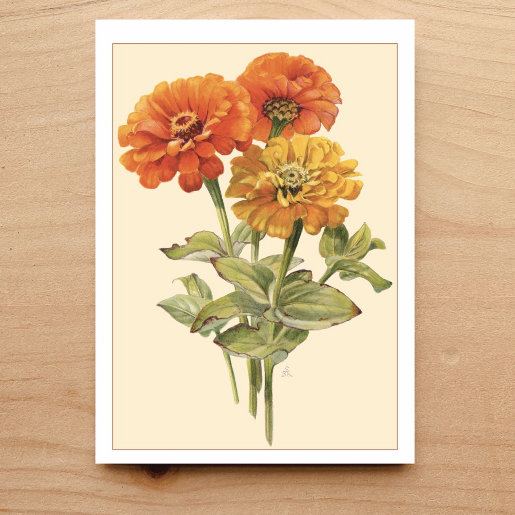 Zinnias Notecard 8 Zinnias Notecard