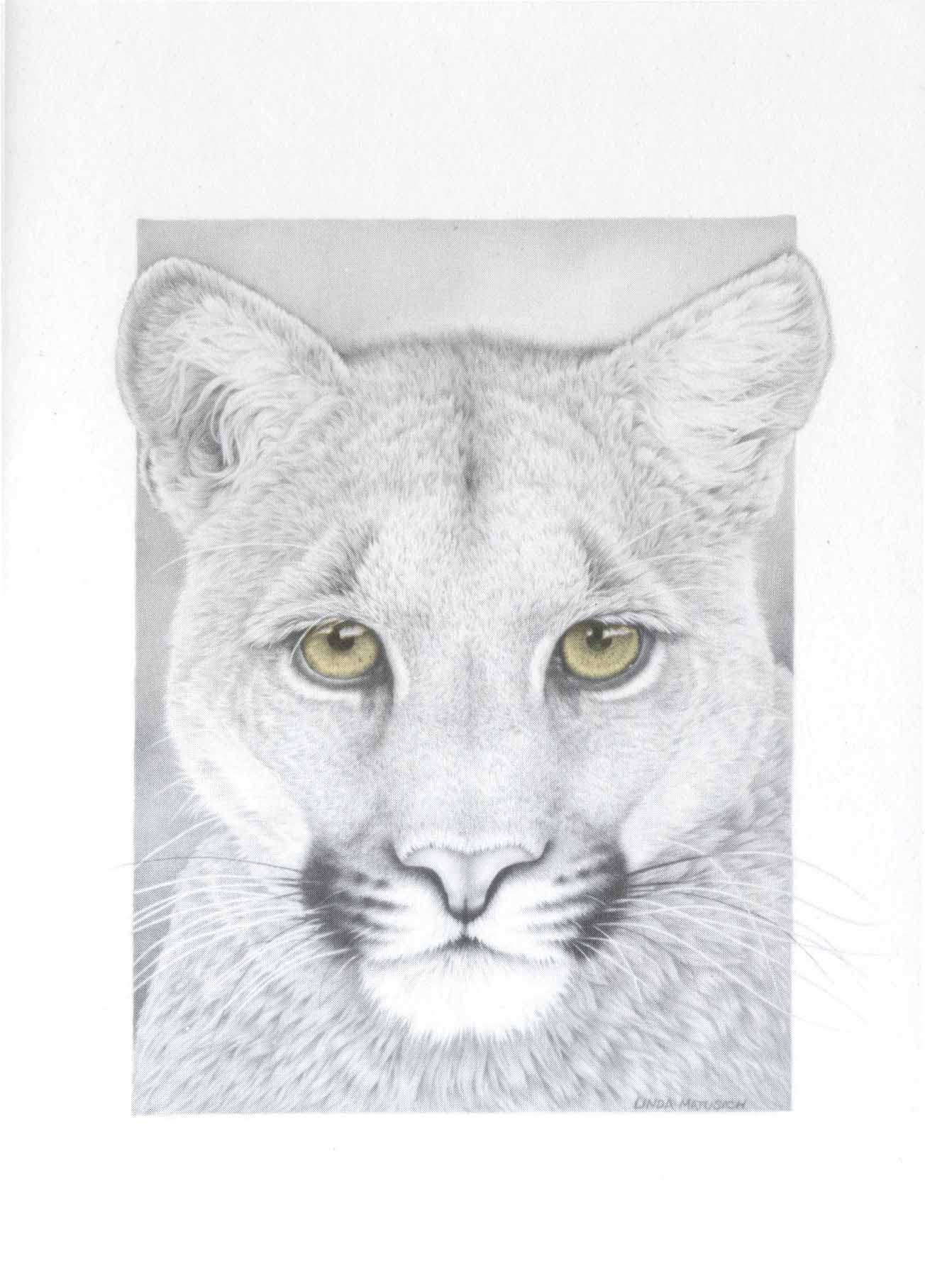 Mountain Lion Portrait Notecard 7 Mountain Lion Portrait Notecard